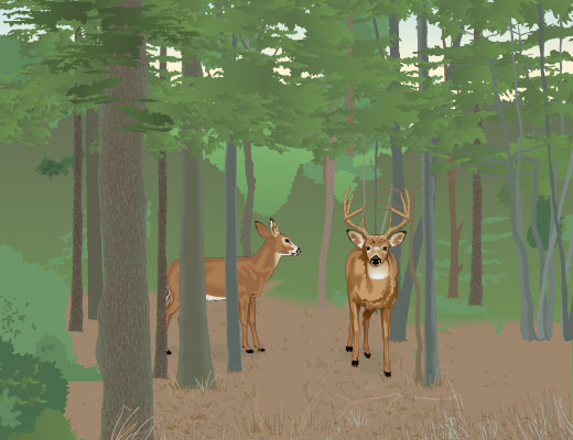Buck with doe among light trees