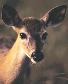 A close-up of a white-tailed doe fawn