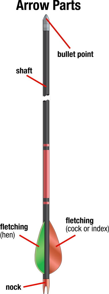 Arrow Parts: bullet point, shaft, fletching, nock