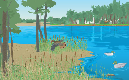 Serene landscape representing before urban development