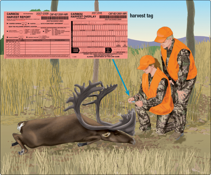 Tagging an animal