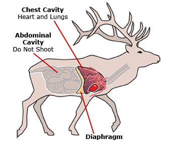 Elk shot placement