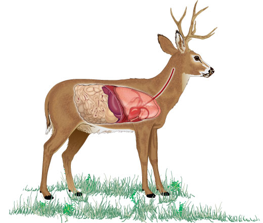 An overlay to show the organs on a deer in a broadside presentation