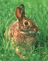 Eastern cottontail rabbit